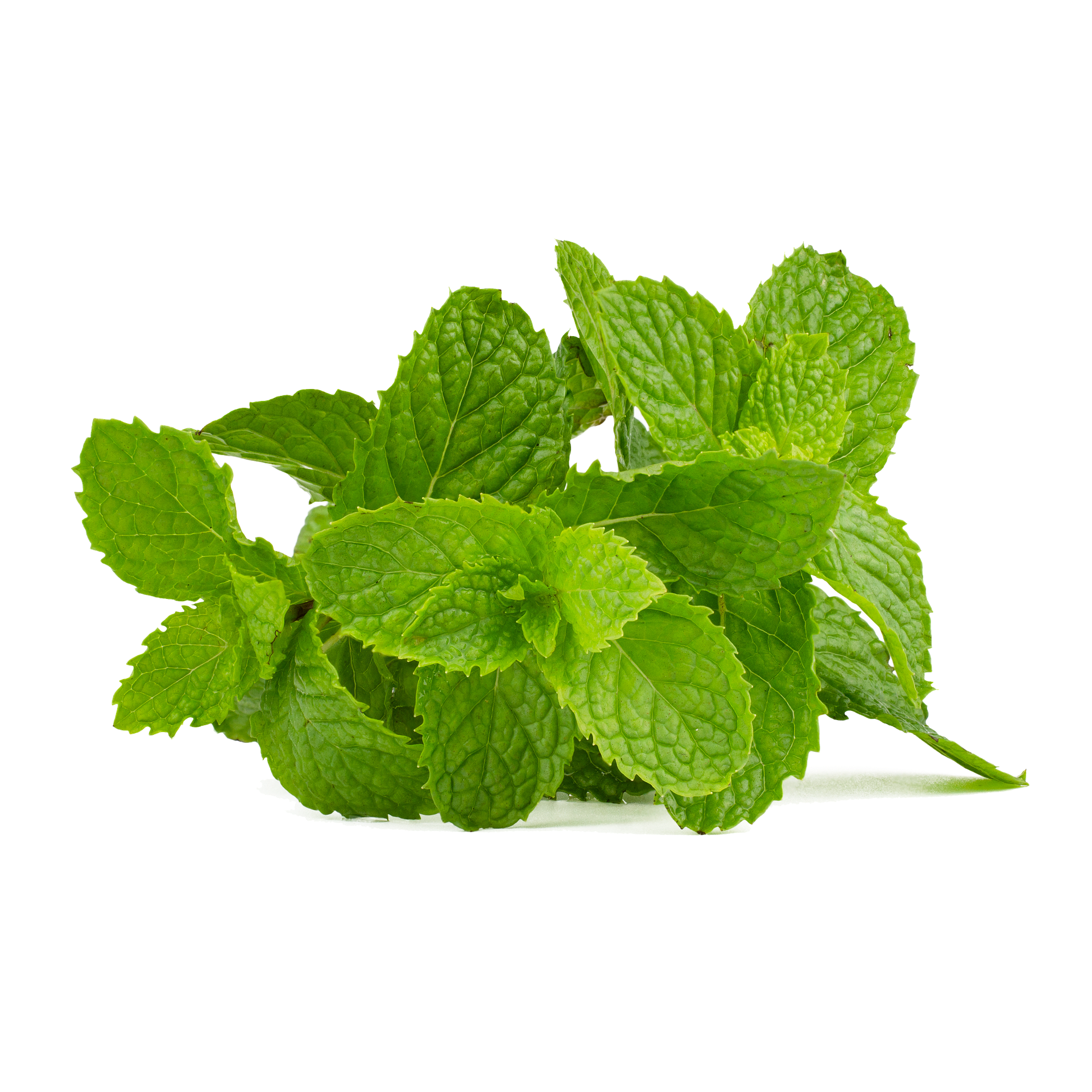 Wholesale Mint